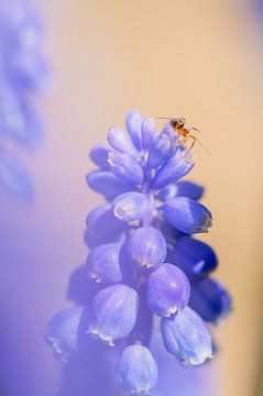 Itsy bitsy spider van MdeJong Fotografie