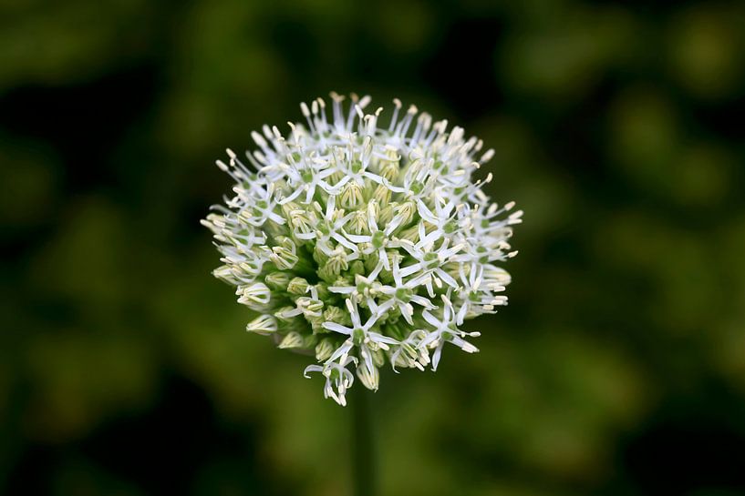 Allium von Thomas Jäger