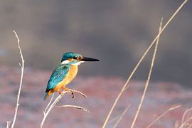 A King of Fish by Wild Love Expedition