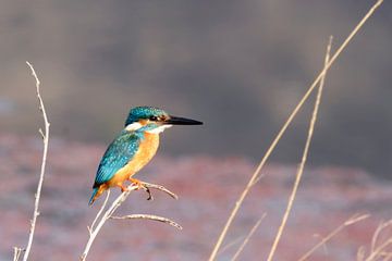 A King of Fish van Wild Love Expedition