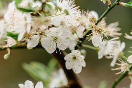 Flowers by Myrthe Vlasveld