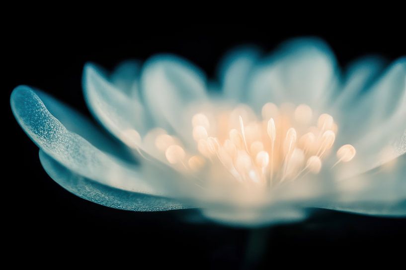 Flower blue by Bert Nijholt