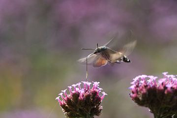 Accélération et décélération du papillon colibri sur A. Bles