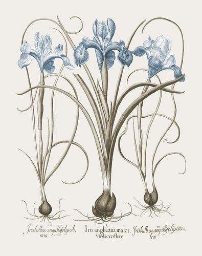 Basilius Besler-Iris en lelie II