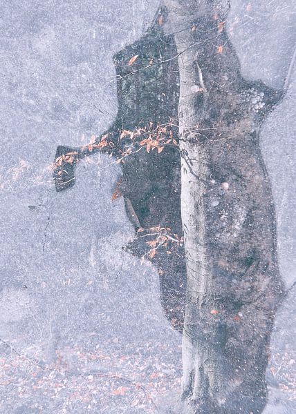 BaumArt von Loulou Beavers