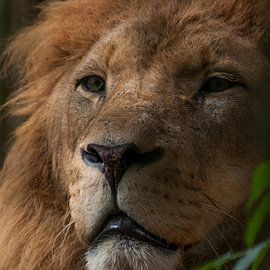 Löwen : Tierpark Amersfoort von Loek Lobel