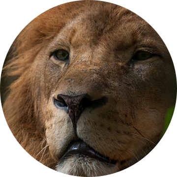 Leeuwen : DierenPark Amersfoort van Loek Lobel