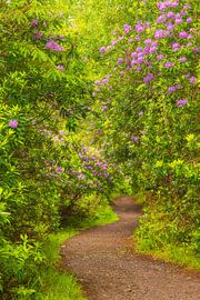 Rhododendrons - Killarney (Irlande)