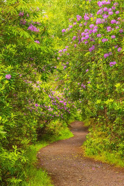 Rhododendrons - Killarney (Ierland) van Marcel Kerdijk