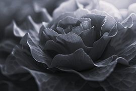 Monochrome close-up of a flower in detail by Art & Soul Creations