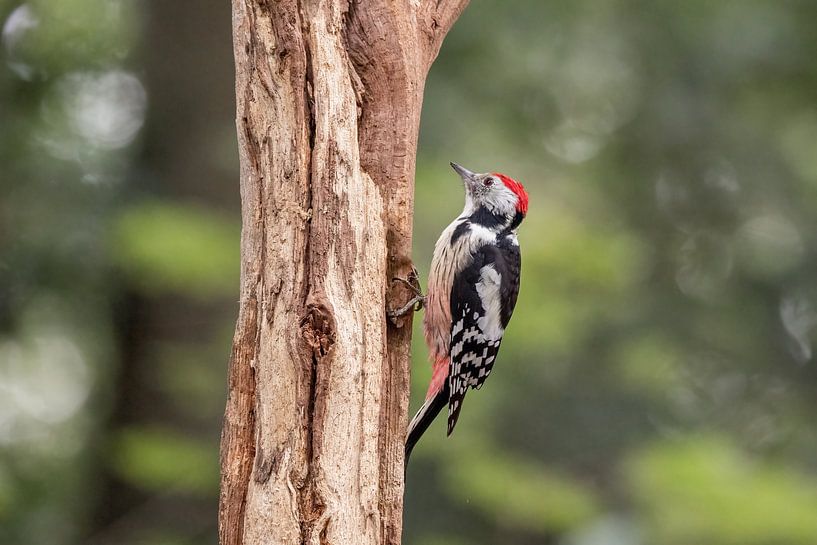 Mittelspecht. von Janny Beimers