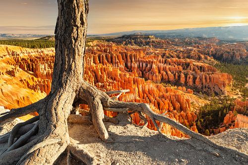 Bryce Amphitheater at sunrise, Bryce Canyon, Utah, USA