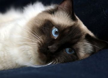 Ragdoll Storm of Furocats