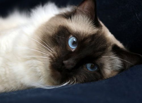Ragdoll Storm of Furocats