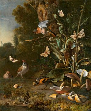 Oiseaux, papillons et une grenouille parmi les plantes et les champignons, Melchior d'Hondecoeter