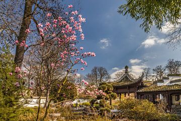 Frühling im China-Garten in Frankfurt von Christian Müringer