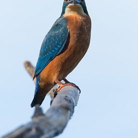 kingfisher starring at me. sur richard evers