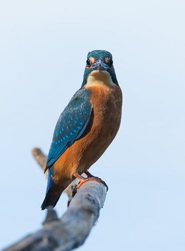 kingfisher starring at me.