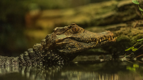 Krokodil 3
