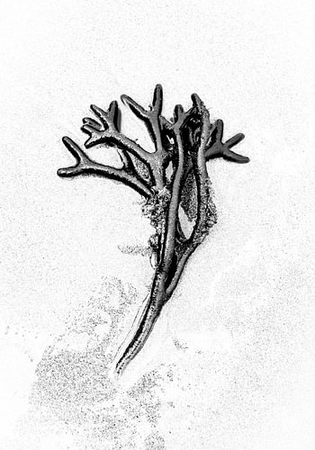 fragment marin