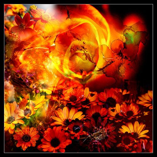 BLOEMBED IN ORANJE: je maintiendrai