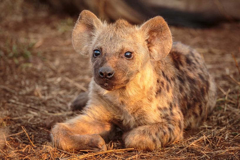 Portret van een jonge Gevlekte hyena van Chris Stenger