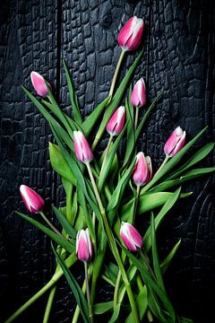 Tulpen in Hülle und Fülle von Mo Barends