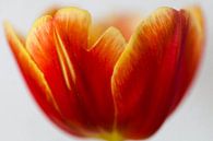 Tulp Schaal von Paul Kampman Miniaturansicht