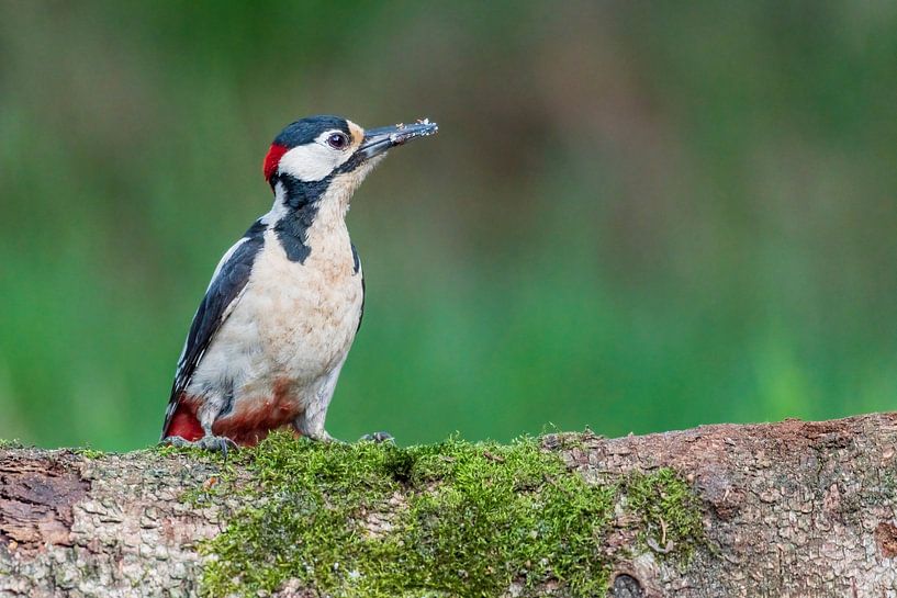 Great spotted woodpecker by Merijn Loch