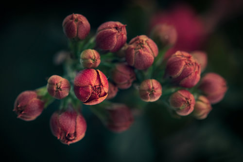Beknopt - Kalanchoë