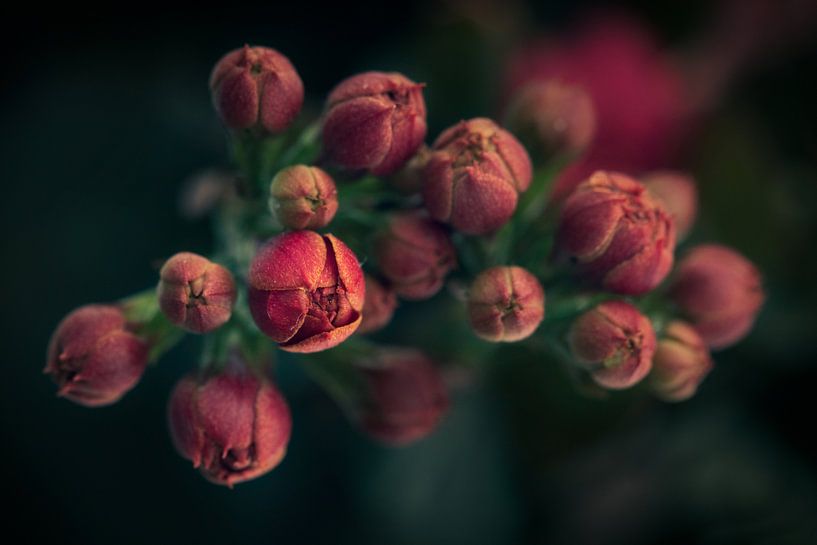 Kalanchoe by Bianca Jansen Fotografie