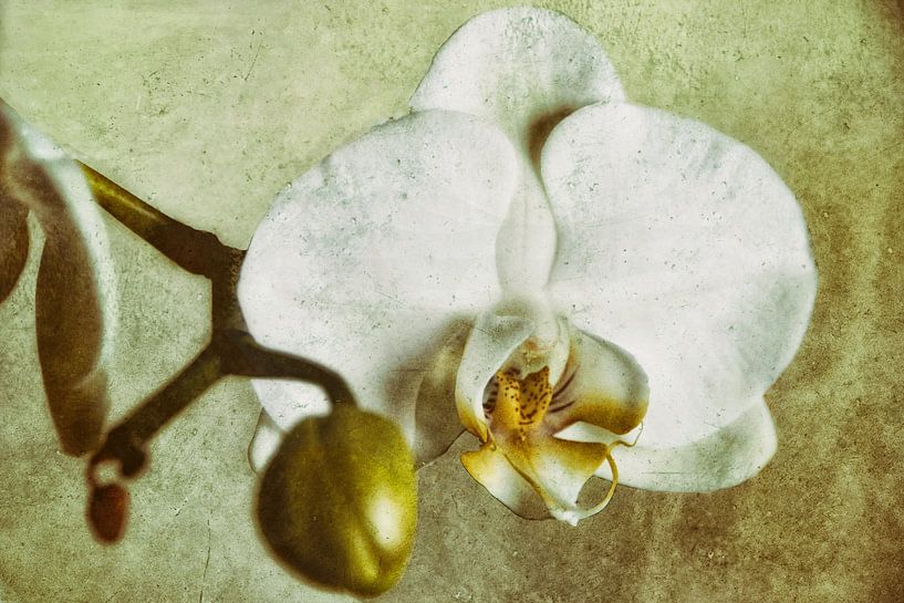 white Orchid by Christine Nöhmeier