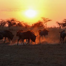 Sunset with wildebeest running away by Annette van den Berg