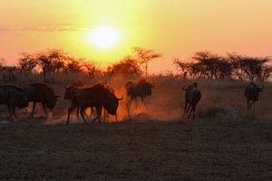 Sunset with wildebeest running away by Annette van den Berg