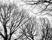 Cimes des arbres
