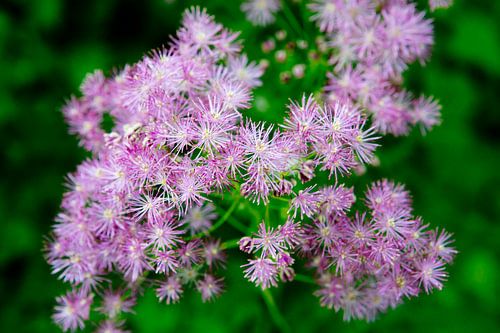 Delicate pink flowers on green background