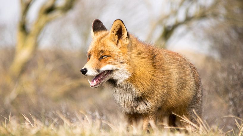 Rotfuchs. von Robert Moeliker