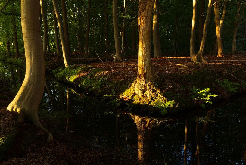 Sunrise in the forest (Netherlands) by Marcel Kerdijk