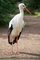 stork