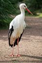 stork van ChrisWillemsen thumbnail