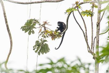 Singe hurleur attrapé. sur Ron van Gool