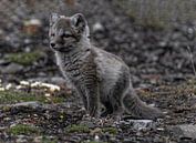 Junger Polarfuchs von Kai Müller Miniaturansicht