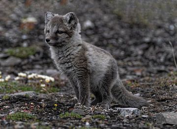 juvenile arctic fox by Kai Müller