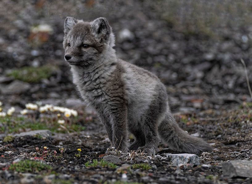 Junger Polarfuchs von Kai Müller