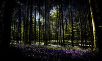 Duister Hallerbos