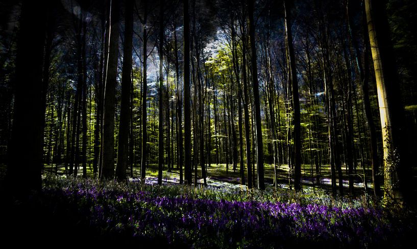 Duister Hallerbos von Peter Westerik
