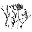 Botanische illustratie met planten, wilde bloemen en grassen 6.  Zwart wit. van Dina Dankers thumbnail