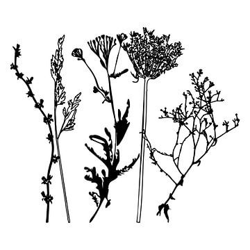 Illustration botanique avec des plantes, des fleurs sauvages et des herbes 6.  Noir et blanc. sur Dina Dankers