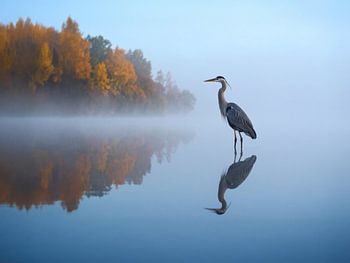 A grey heron in the autumn morning mist - Een blauwe reiger in de herfstachtige ochtendmist