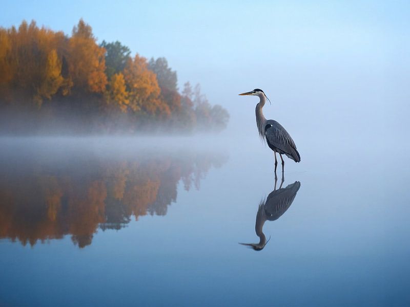 Een blauwe reiger in de herfstachtige ochtendmist - Een blauwe reiger in de herfstachtige ochtendmist van Christina Bauer Photos
